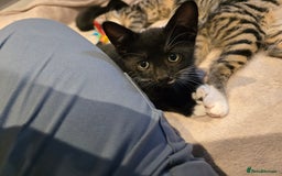 Domestic Shorthair cats for sale: 🐾Fully Vaccinated microchipped kitten BOY🐾 - Image 8