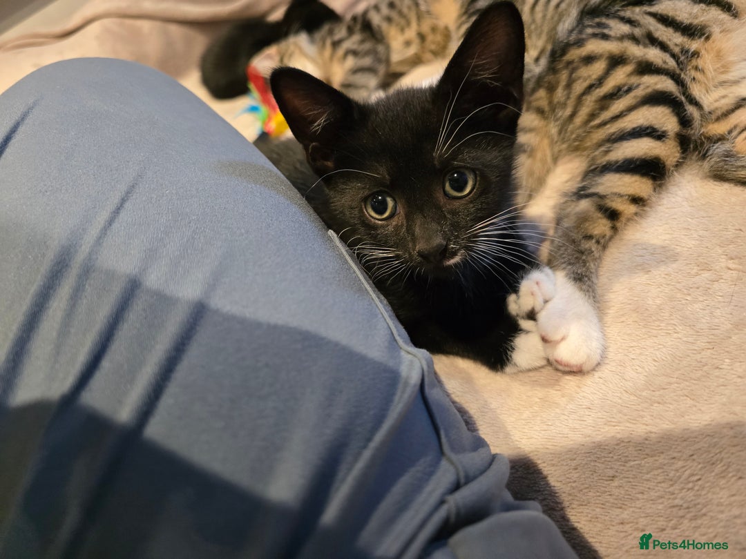 Domestic Shorthair cats for sale: 🐾Fully Vaccinated microchipped kitten BOY🐾 - Image 8