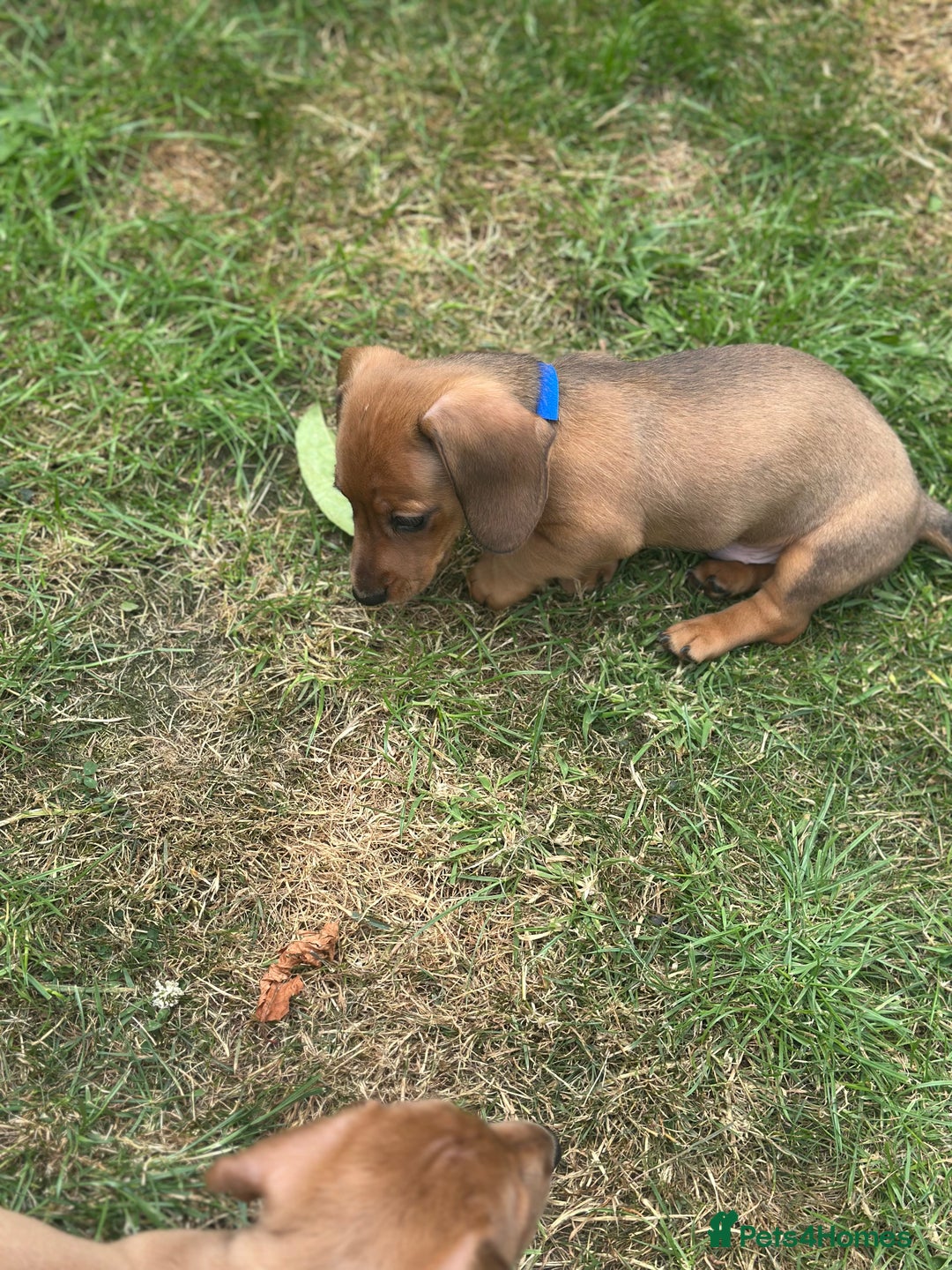 Dachshund dogs for sale: LAST Red Dapple Miniature Dachshund - Image 7
