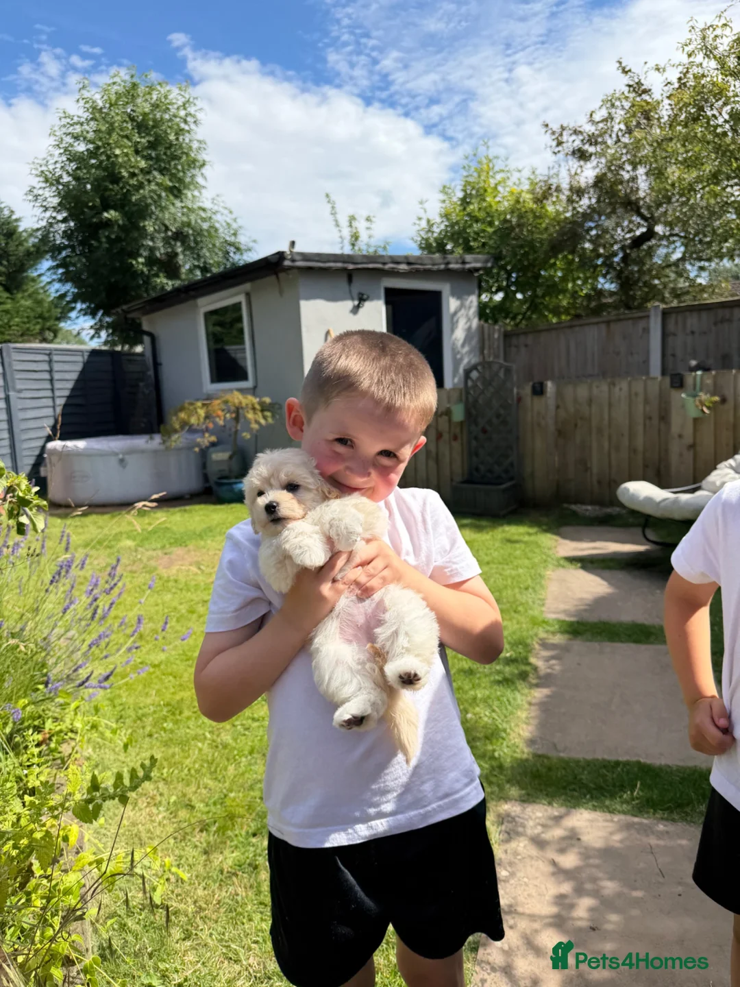 Maltipoo dogs for sale: Now ready for new homes.  - Advert 2
