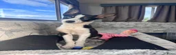 Border Collie dogs for sale: Skye. Blue eyed Border Collie.  - Advert 1