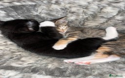 Mixed Breed cats for sale: Adorable kittens ready for loving homes! - Image 21