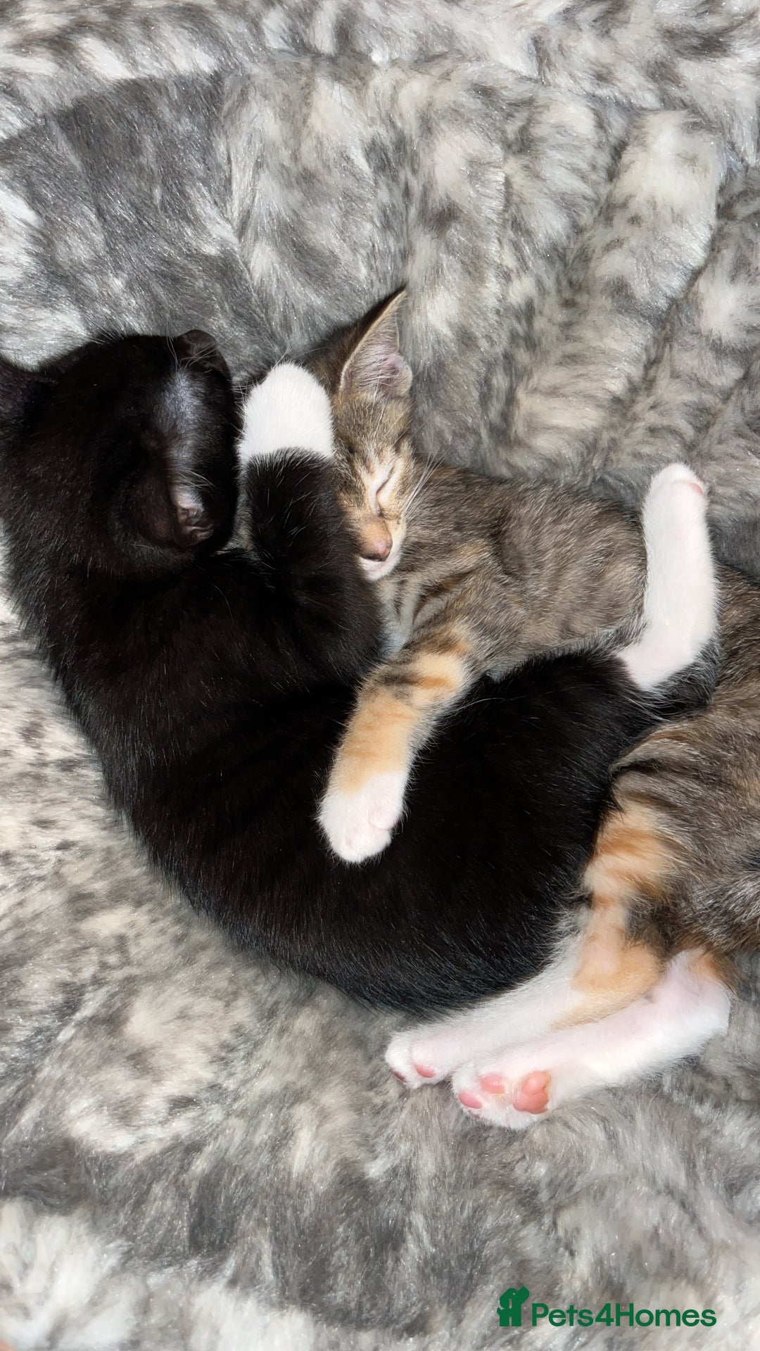 Mixed Breed cats for sale: Adorable kittens ready for loving homes! - Image 21
