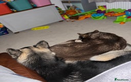 Siberian Husky dogs for sale: Siberian Husky - Advert 3