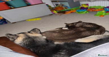 Siberian Husky dogs Siberian Husky - Advert 3