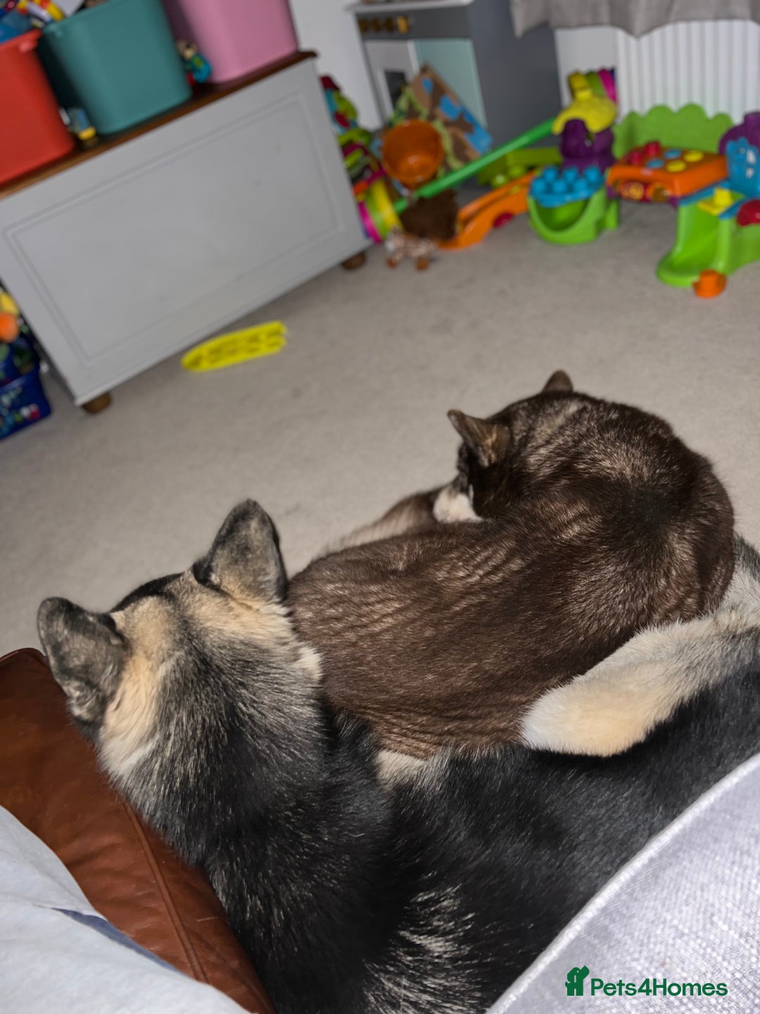 Siberian Husky dogs for sale: Siberian Husky - Advert 3