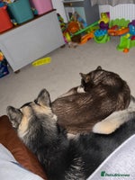 Siberian Husky dogs Siberian Husky - Advert 5