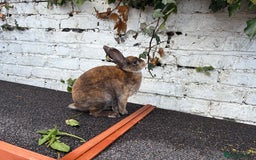 Rex rabbits for sale: Neutered Mini Rex Boy - Image 5