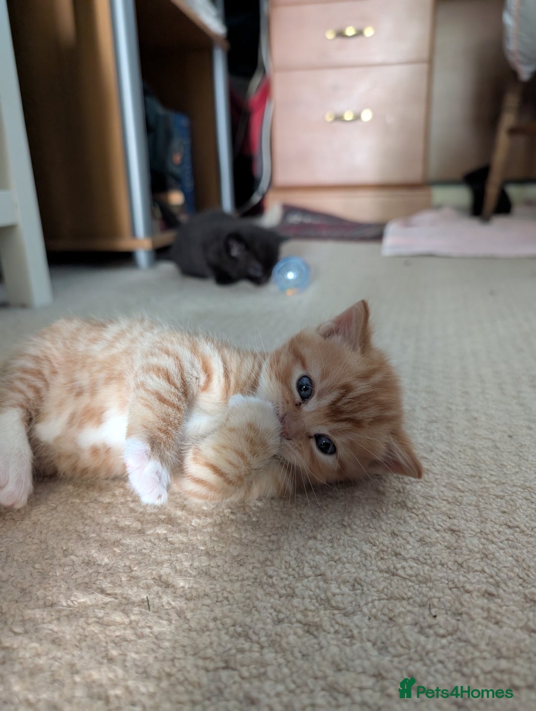 British Shorthair cats for sale: Kittens from loving country cottage home - Image 11