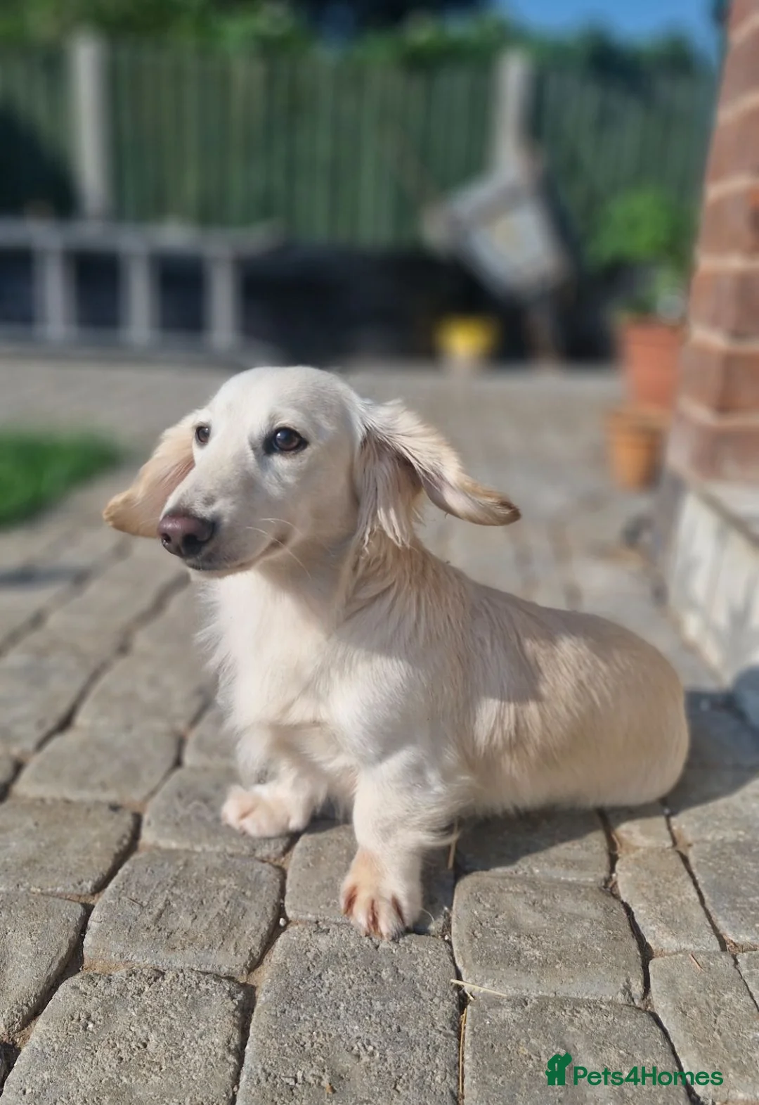 Dachshund dogs for stud: FOR STUD ONLY! KC health tested Eddie Snowdrop. - Advert 2