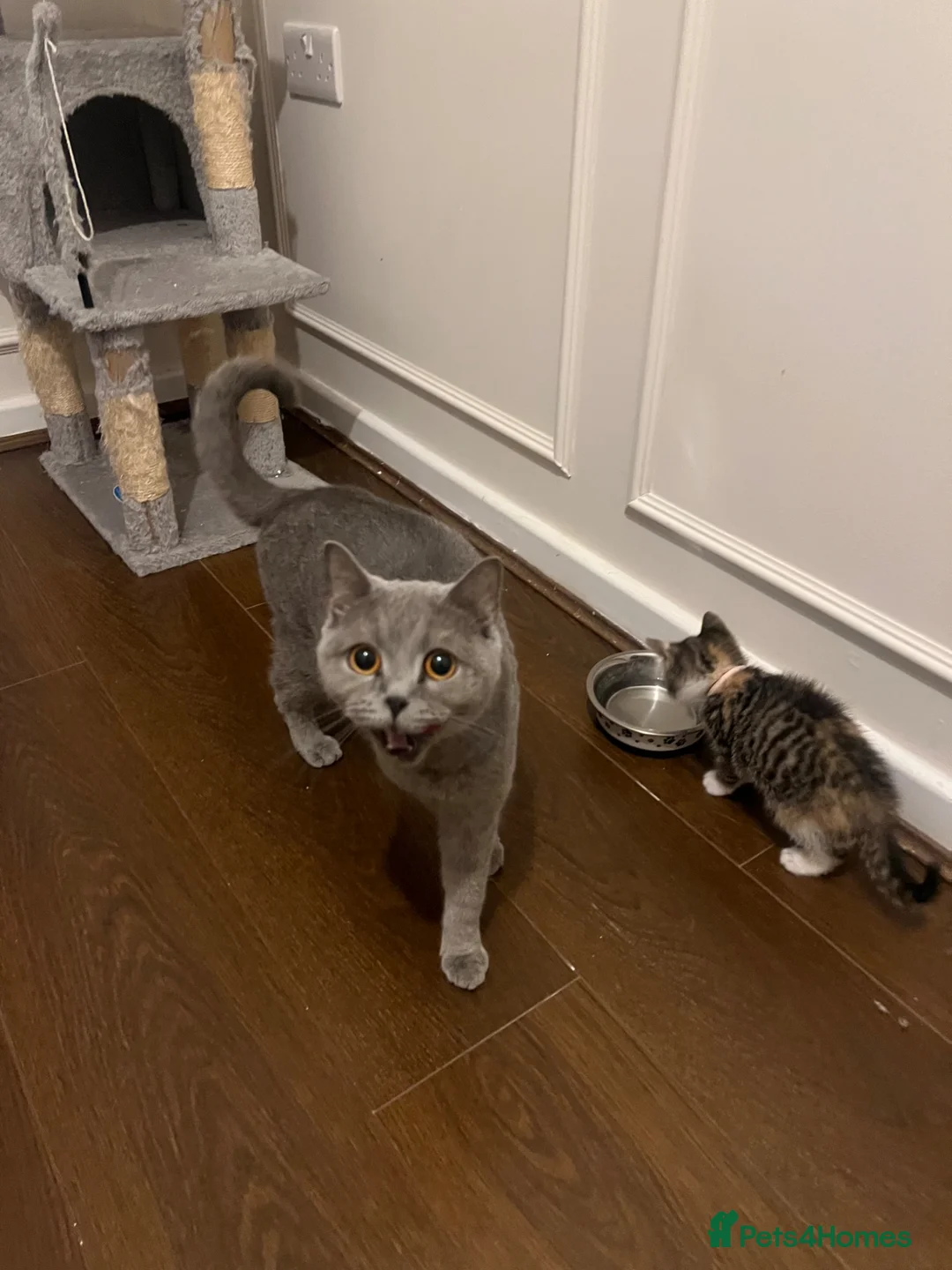 Mixed Breed cats for sale: Kittens Looking for Their Forever Homes MIXED BSH in London - Advert 2