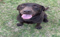 Labrador Retriever dogs for sale: LABRADOR PUPPIES 5 GEN ENHANCED PEDIGREE  - Image 14