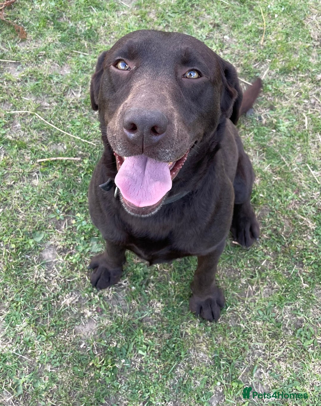 Labrador Retriever dogs for sale: LABRADOR PUPPIES 5 GEN ENHANCED PEDIGREE  - Image 14
