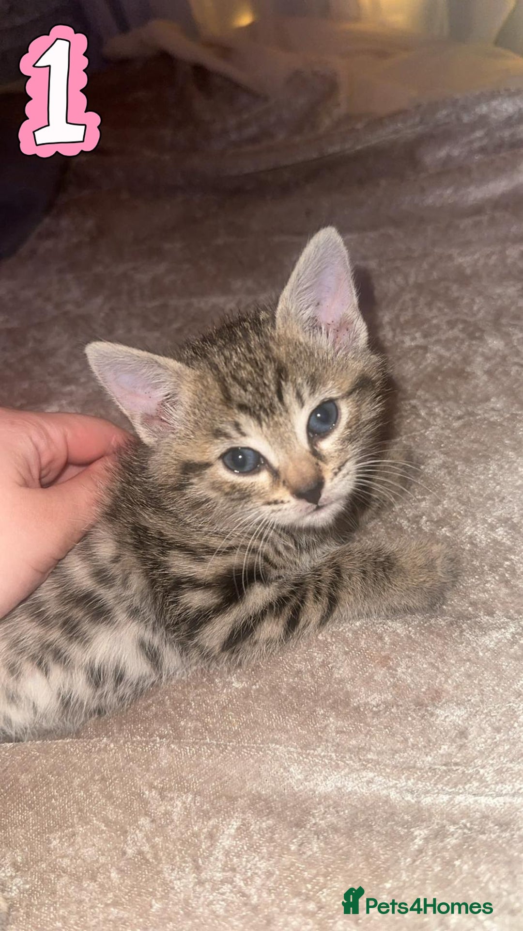 Mixed Breed cats for sale: Two Female kittens (Bengal/Persian mix - Image 10