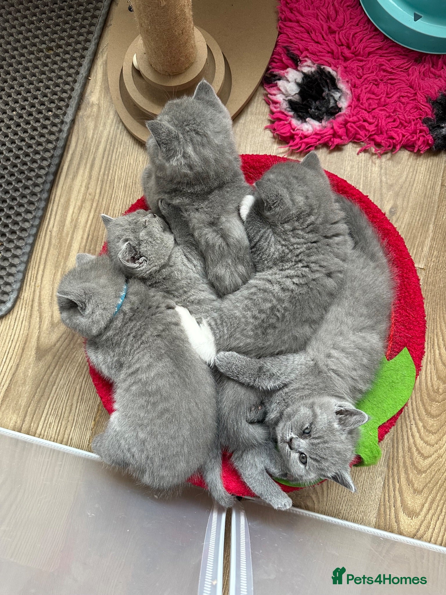 British Shorthair cats Stunning Blue British Shorthair Kittens  - Advert 1