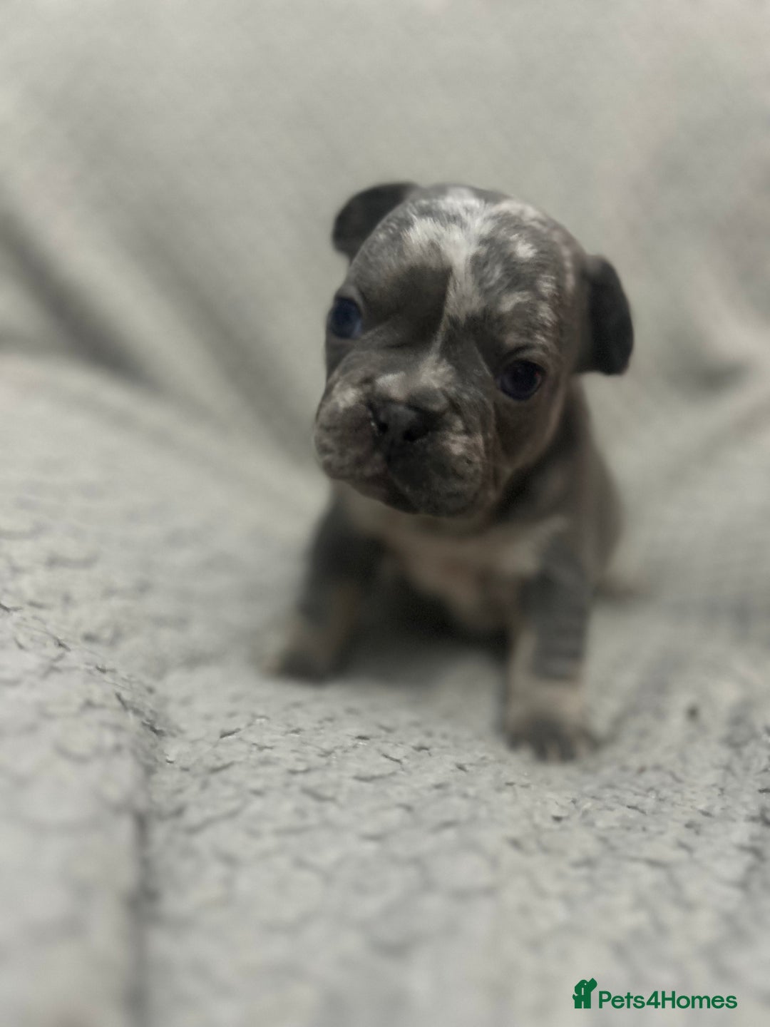 French Bulldog dogs for sale: French bulldogs pedigree - Advert 20