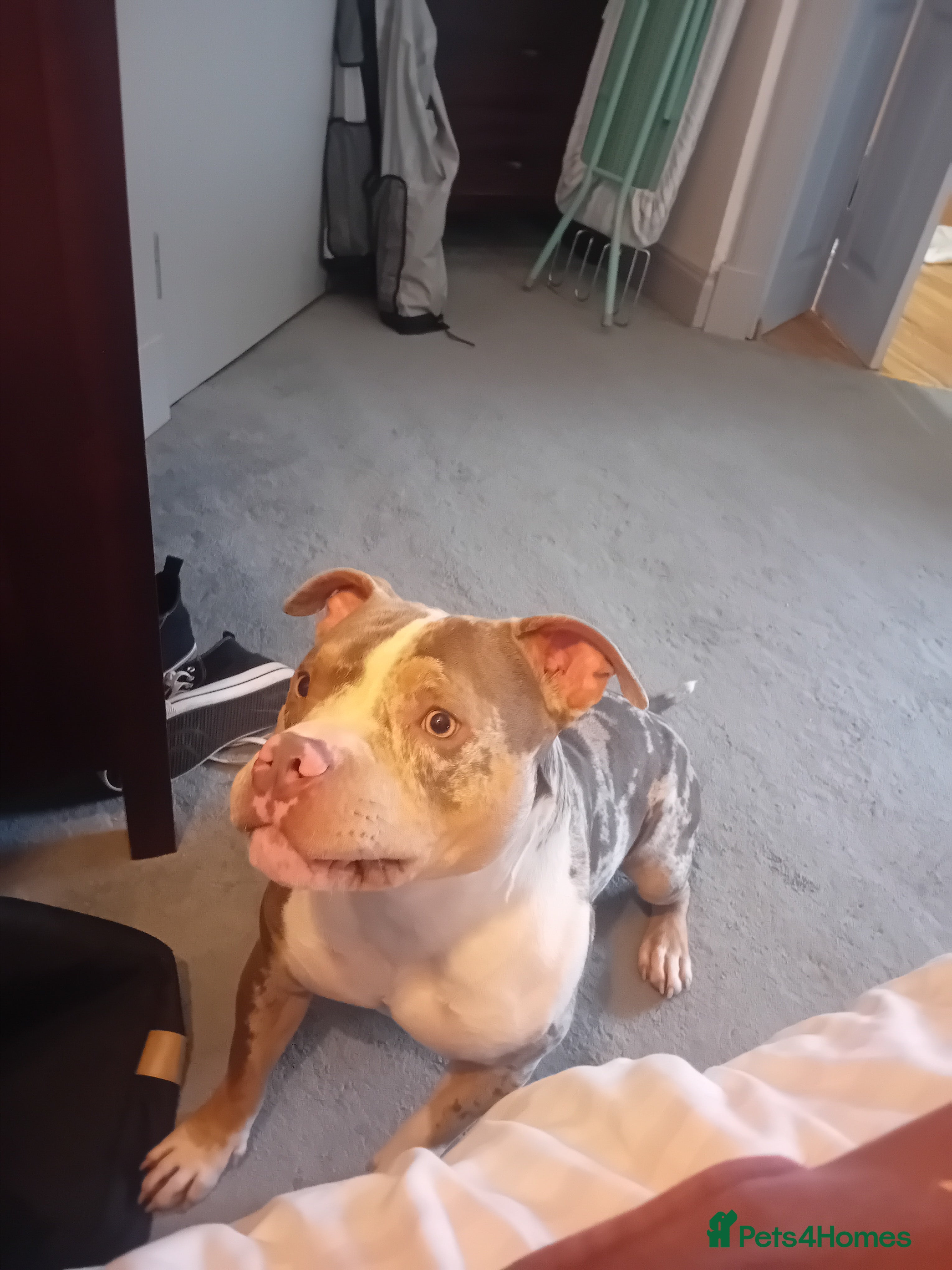 Mixed Breed dogs Please can you help with our loving dog  - Advert 8