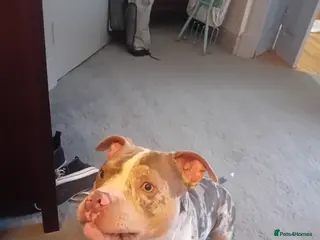 Mixed Breed dogs Please can you help with our loving dog - Advert 4