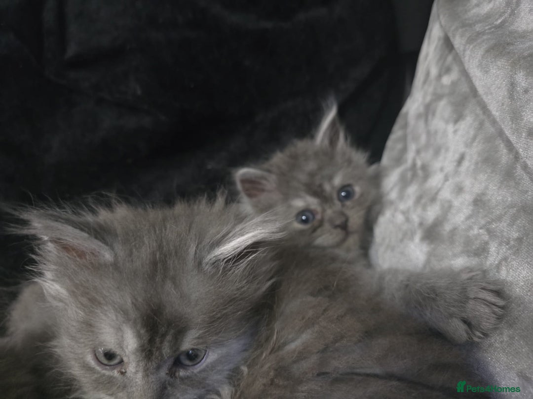 Persian cats for sale: 3 stunning Persian kittens ready now.  - Advert 16