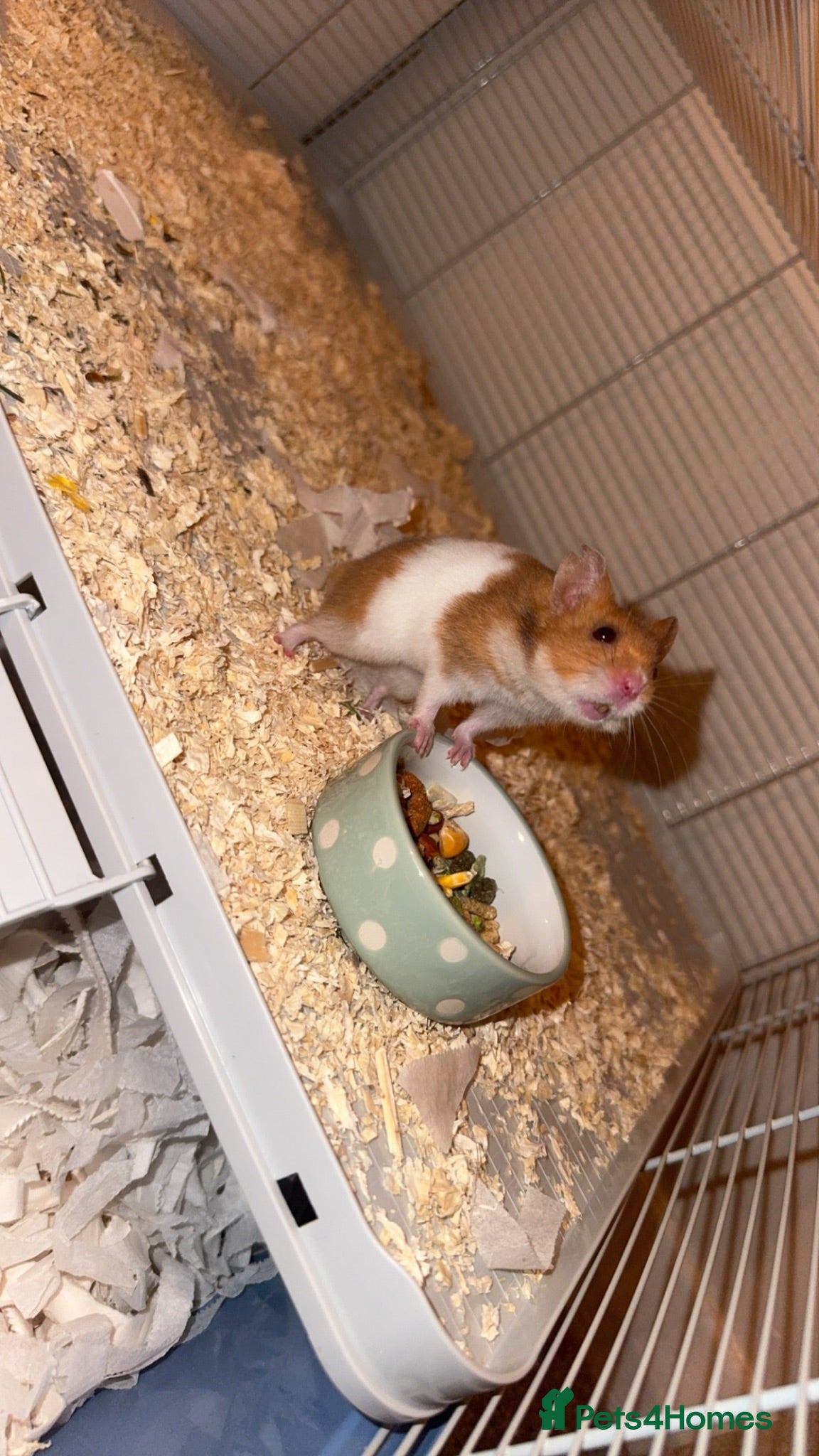 Hamster rodents Syrian hamster  - Advert 14