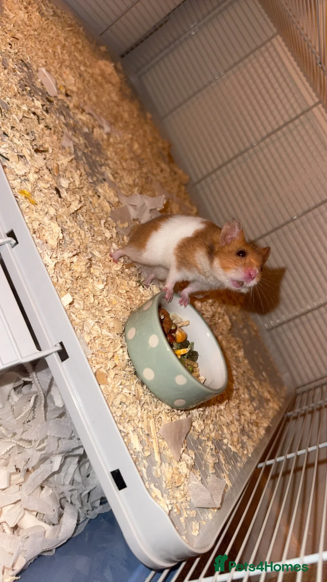 Hamster rodents for sale: Syrian hamster  in Stoke-on-Trent - Advert 1