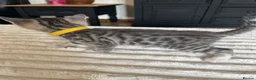 Bengal cats for sale: Bengal cross kittens in Frodsham - Advert 7