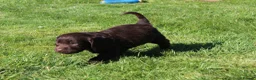 Labradoodle dogs for sale: Stunning Red Merle and Chocolate Labradoodle Pups in Auchterarder - Advert 19