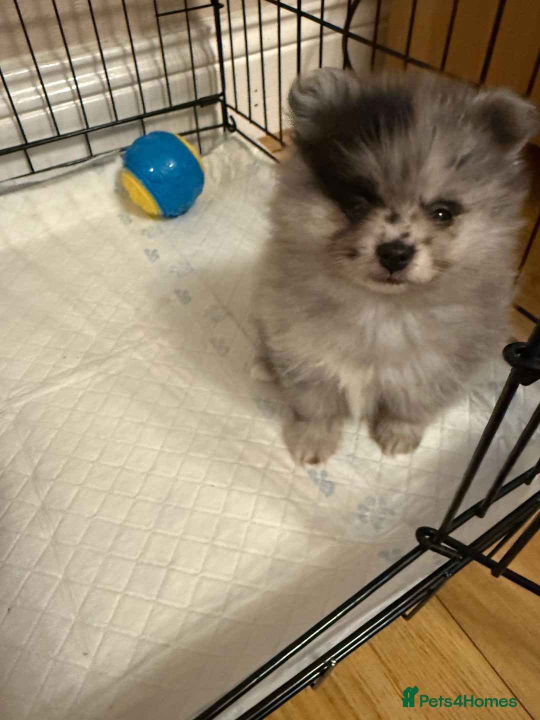 Pomeranian dogs for sale: Pom Puppies - Advert 3