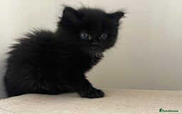 Ragdoll cats for sale: “Adorable Black Ragdoll Kittens – Don’t Miss Out!” - Image 9