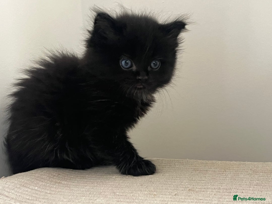 Ragdoll cats for sale: “Adorable Black Ragdoll Kittens – Don’t Miss Out!” - Image 9