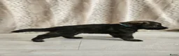 German Shepherd dogs for sale: Outstanding Pedigree German Shepherd Puppies - Advert 3