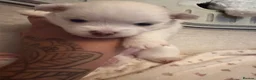 Pomeranian dogs for sale: 4 beautiful white Pomeranian boys  in Gloucester - Advert 33