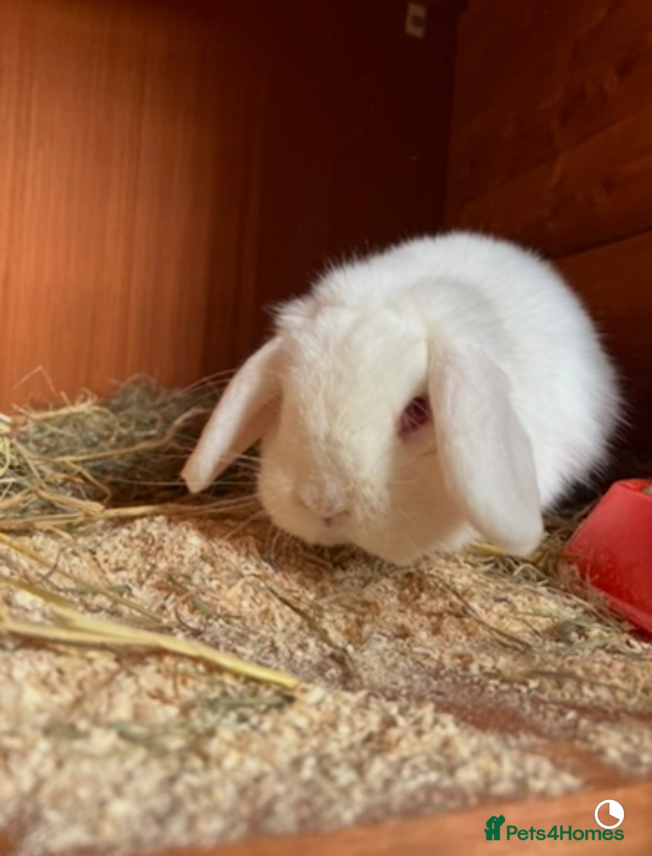 Mini Lop rabbits Lovey boy looking for his forever home 🏡  - Advert 1