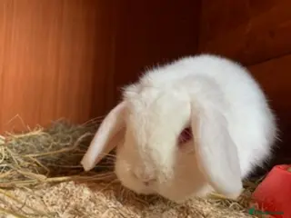 Mini Lop rabbits Lovey boy looking for his forever home 🏡 - Advert 1