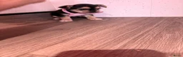 Chihuahua dogs for sale: Stunning Chihuahua puppies - Advert 7