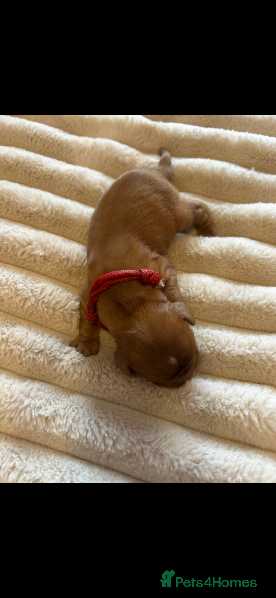 Cavalier King Charles Spaniel dogs for sale: KC CAVALIER KING CHARLES  - Image 4