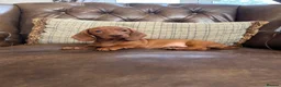 Miniature Dachshund dogs for sale: Miniature Dachshund Puppies  - Advert 6