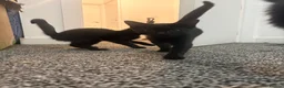 Domestic Shorthair cats for sale: 2 Female domestic shorthair kittens in Wigan - Advert 6
