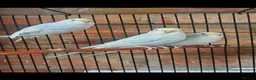 Budgerigars birds for sale: Baby budgies - Advert 3