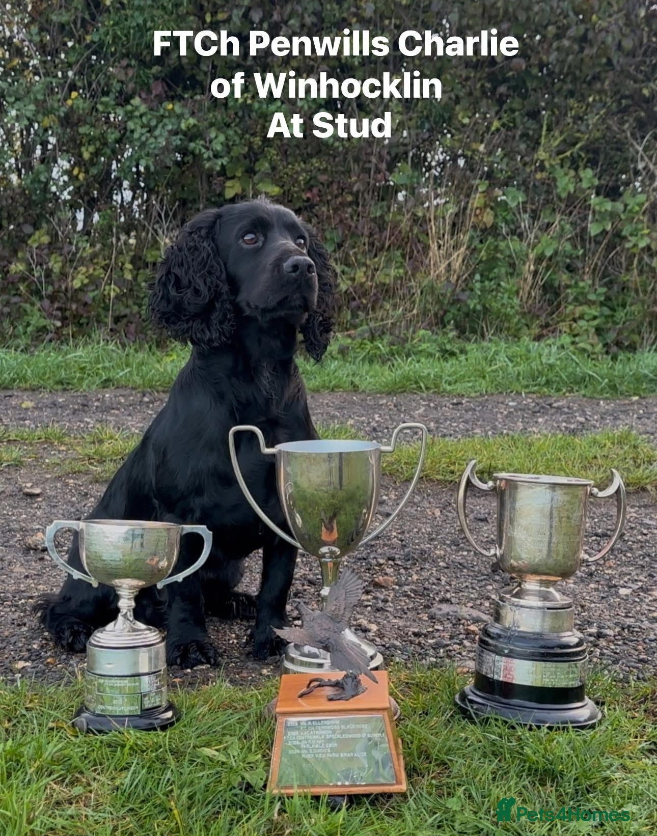 Cocker Spaniel dogs FTCh Penwills Charlie of Winhocklin  in Southampton - Advert 14