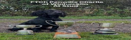 Cocker Spaniel dogs for stud: FTCh Penwills Charlie of Winhocklin  in Southampton - Advert 1