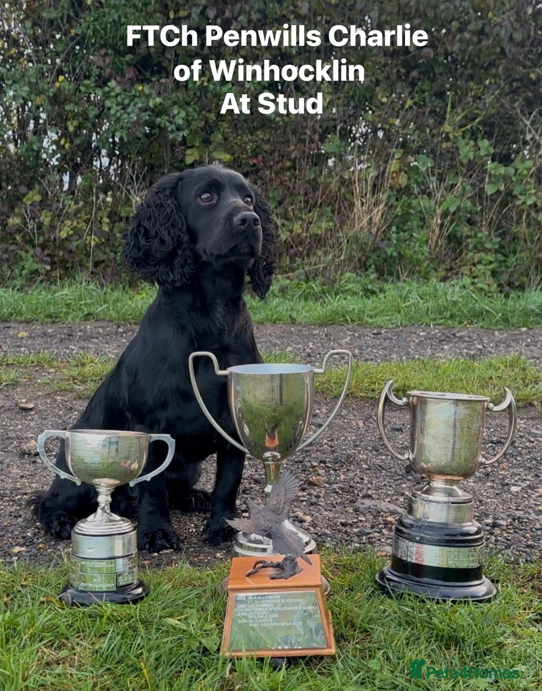 Cocker Spaniel dogs for stud: FTCh Penwills Charlie of Winhocklin  in Southampton - Advert 1