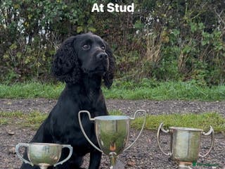 Cocker Spaniel dogs FTCh Penwills Charlie of Winhocklin in Southampton - Advert 6