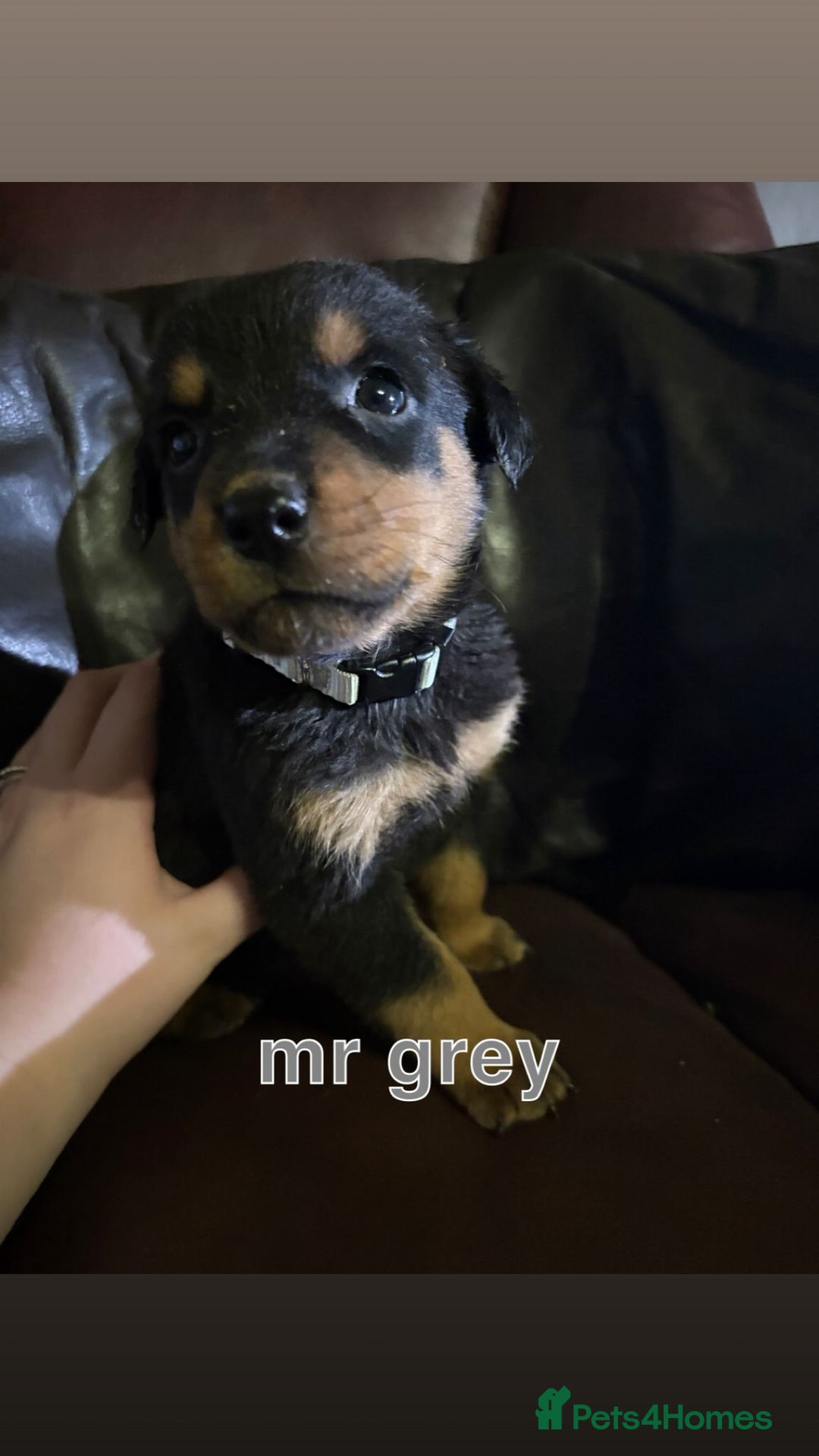 Rottweiler dogs for sale: Big beautiful Rottweiler puppies KC reg - Advert 6