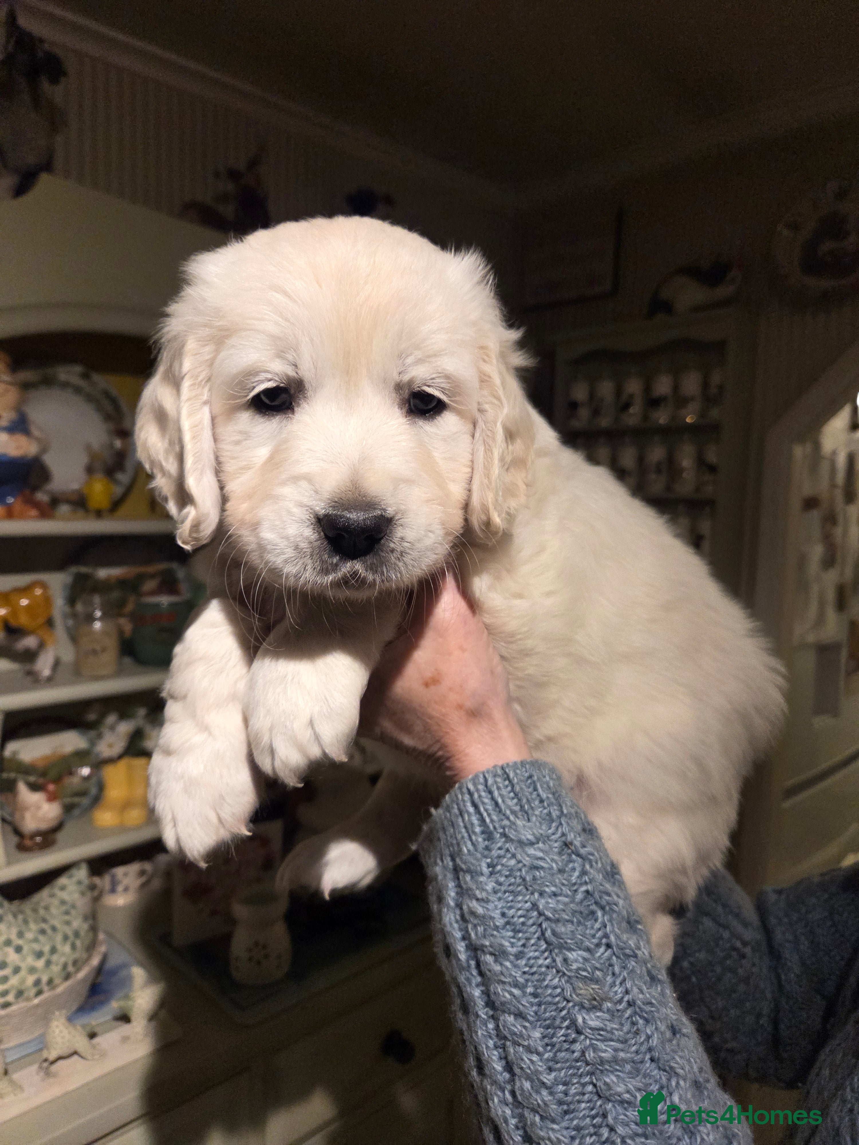 Golden Retriever dogs Bundles of Joy and Fluff - Advert 1