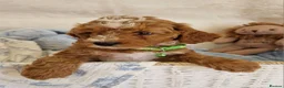 Cavapoo dogs for sale: 💖BEAUTIFUL LICENSED-BRED CAVAPOOS💖 - Advert 6