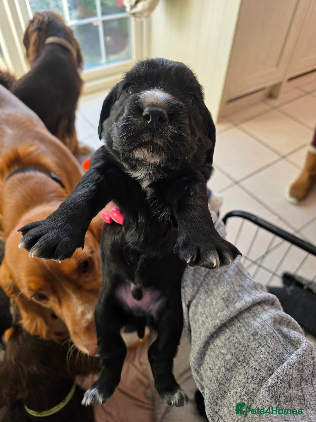 Cocker Spaniel dogs for sale: Working cocker Spaniel puppies KC registered  - Image 4