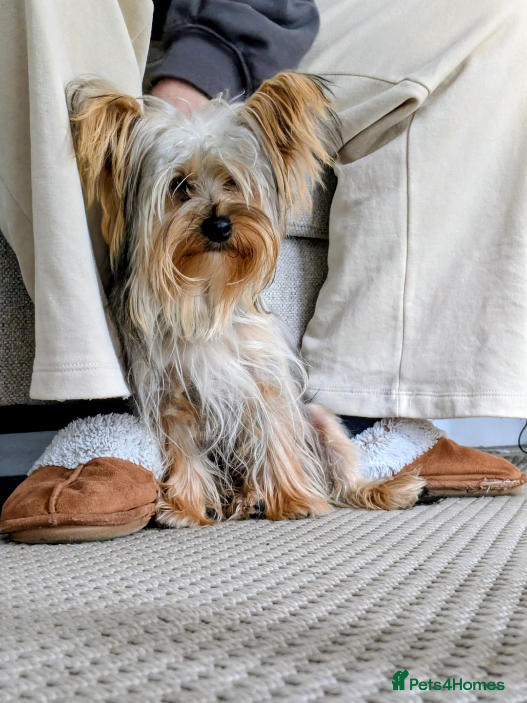 Yorkshire Terrier dogs for stud: Confident Yorkshire Terrier STUD - Advert 1