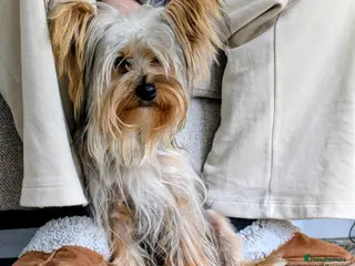 Yorkshire Terrier dogs Confident Yorkshire Terrier STUD - Advert 14