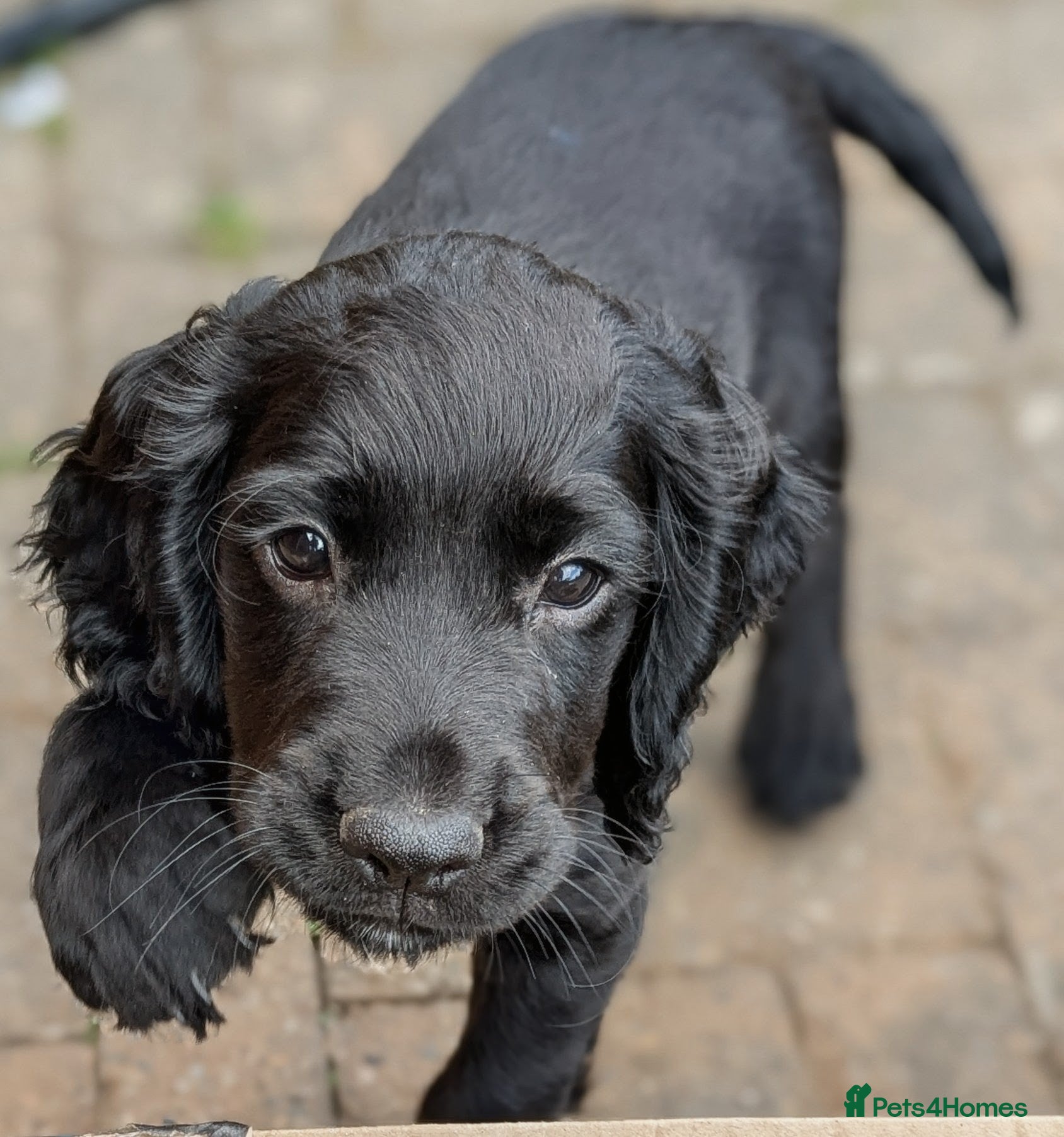 Cocker Spaniel dogs Only 2 KC Reg Working Cockers Puppies left - Advert 2